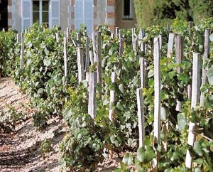 Bollinger, les vieilles vignes franaises