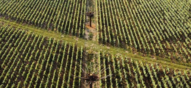 Paysage de vignes en Champagne