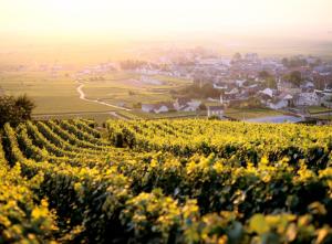 Le vignoble d'Avize