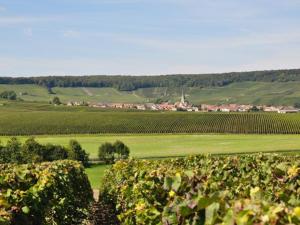 Le vignoble de la Montagne de Reims