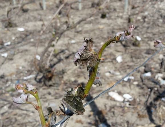 Vue du vignoble de Champagne pris par le gel