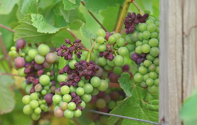 Le mildiou attaque la vigne