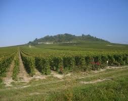 Paysage de la Cte des Blancs