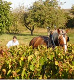 Benoit Lahaye travaille le sol accompagne de son cheval de trait