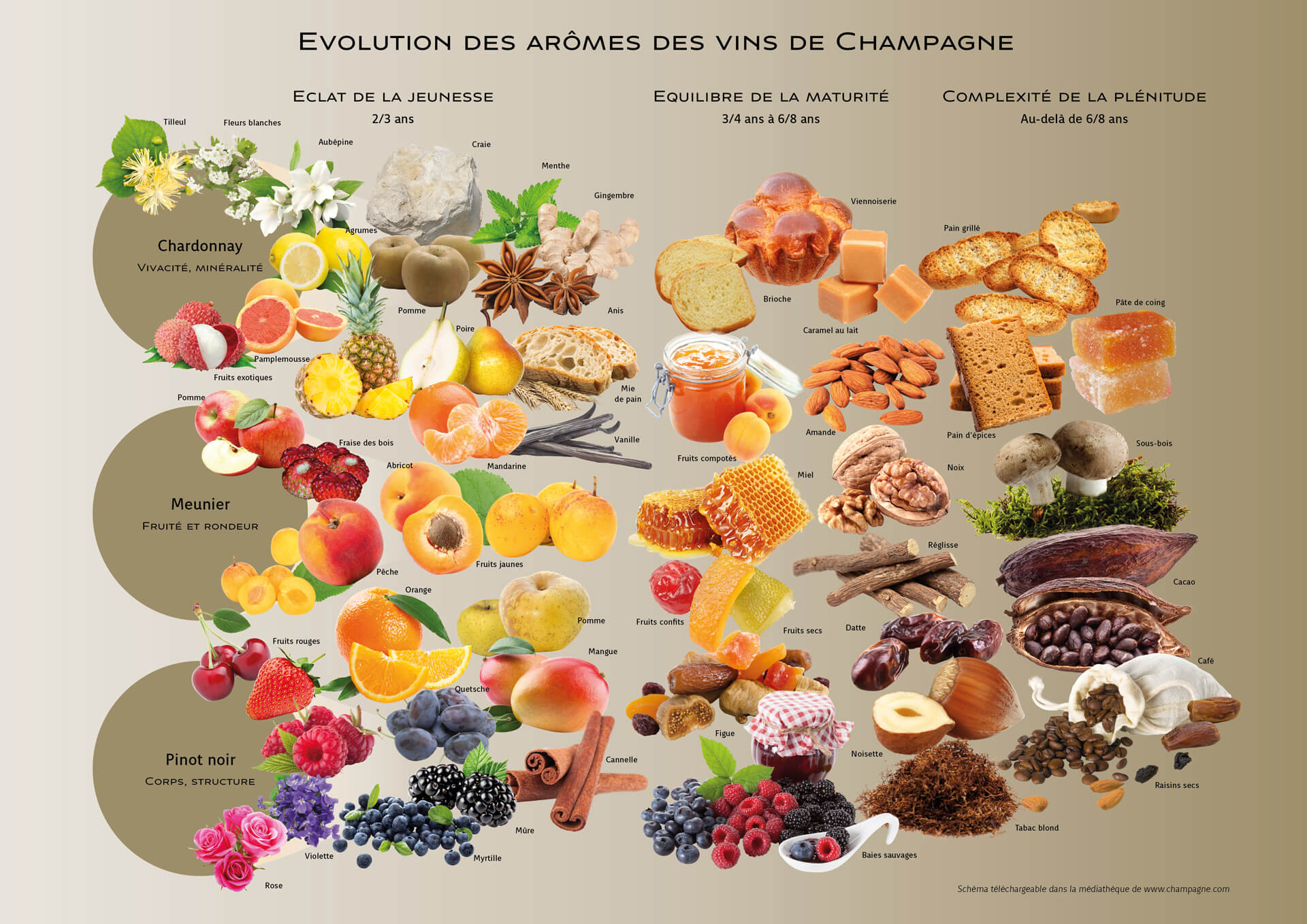 Evolution des arômes des vins de Champagne
